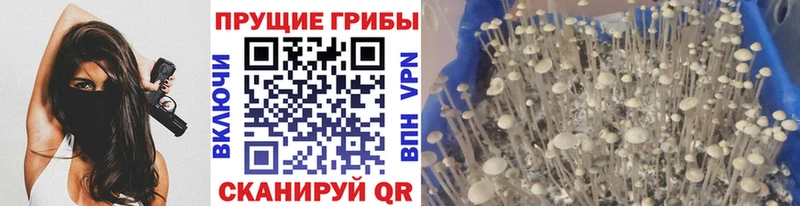 где найти наркотики  Ленинск-Кузнецкий  Псилоцибиновые грибы GOLDEN TEACHER 